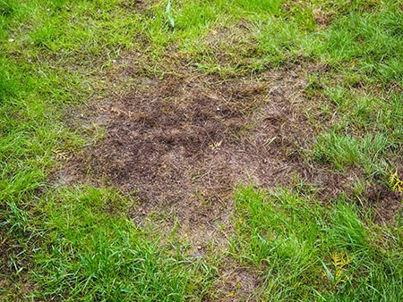 Burnt grass after moss attack