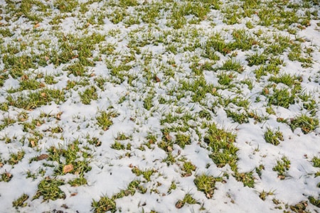Lawn Grass Under Snow