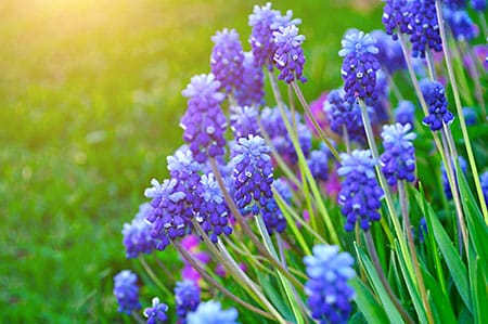 Spring flowers muscari