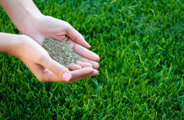 Plant Grass Seed for a Healthy Lawn