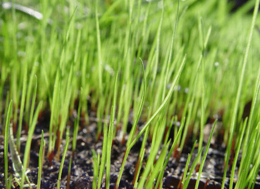 Plant Grass Seed for a Healthy Lawn