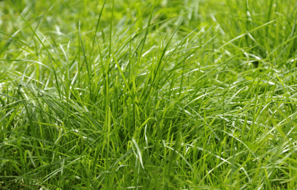 Fescue Grass