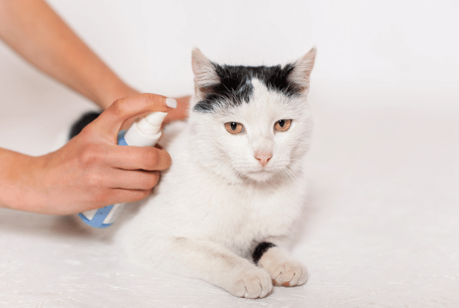 Homemade Flea and Tick Spray