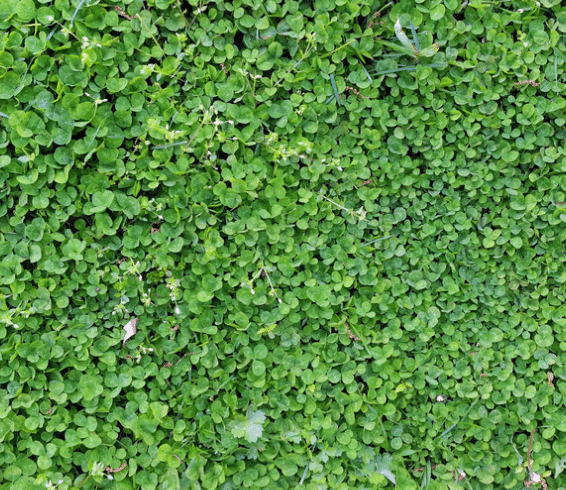 Clover Lawn