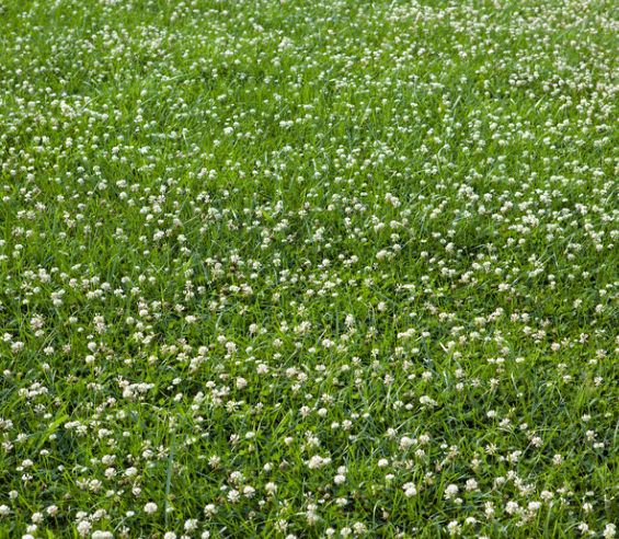 Clover in lawn
