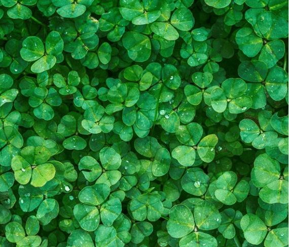 Clover in lawn