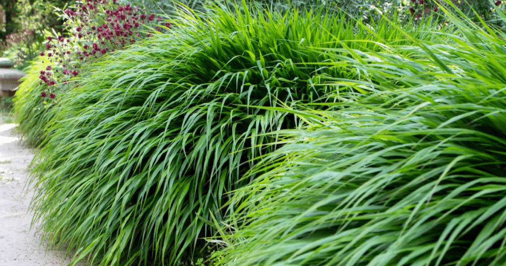 best ornamental grasses for landscaping