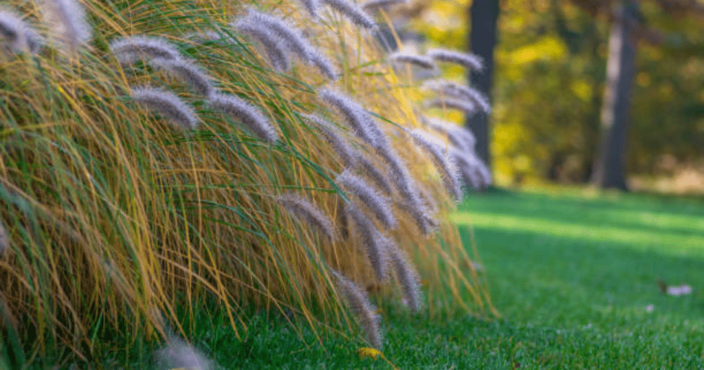 Fountain grass sways gently in the breeze