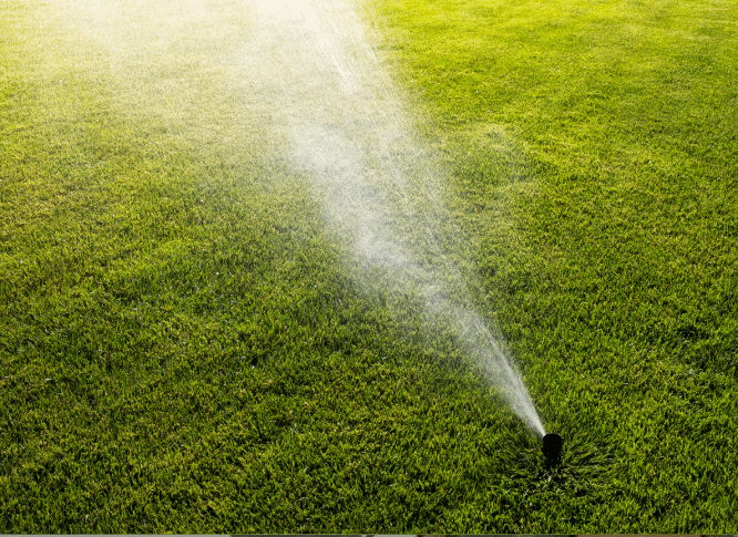 Watering Grass in Summer