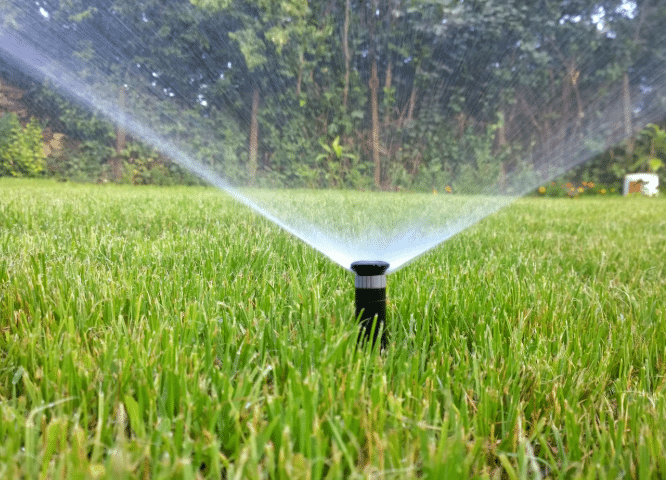 Healthy Lawns