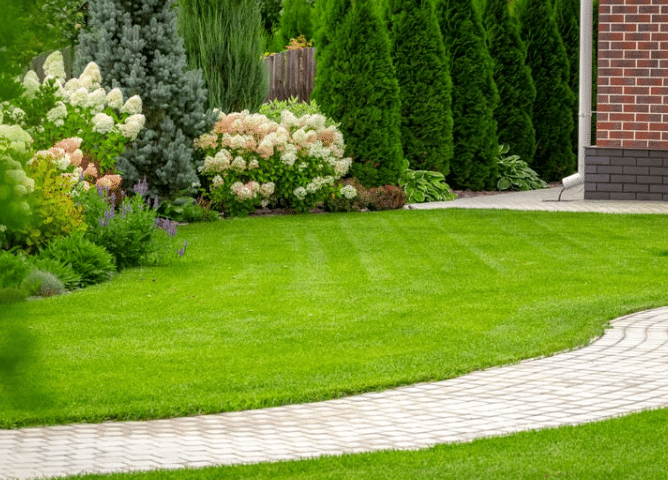 Healthy Lawn