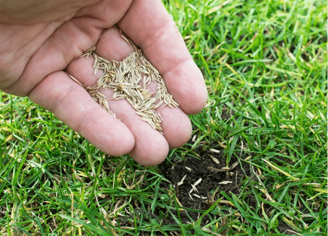 Grass Seed
