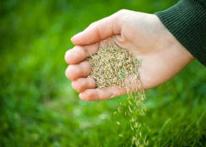 Grass Seed in Winter