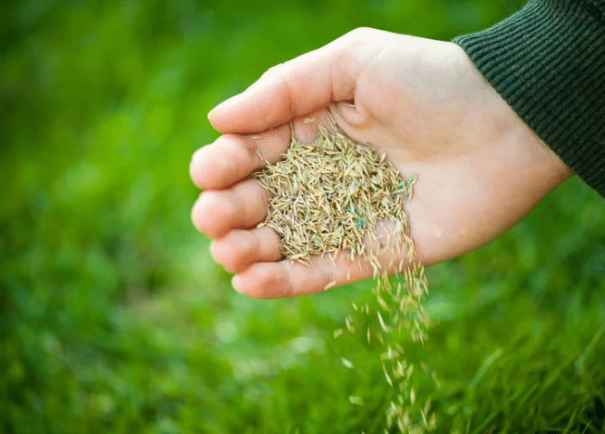 Grass Seed in Winter