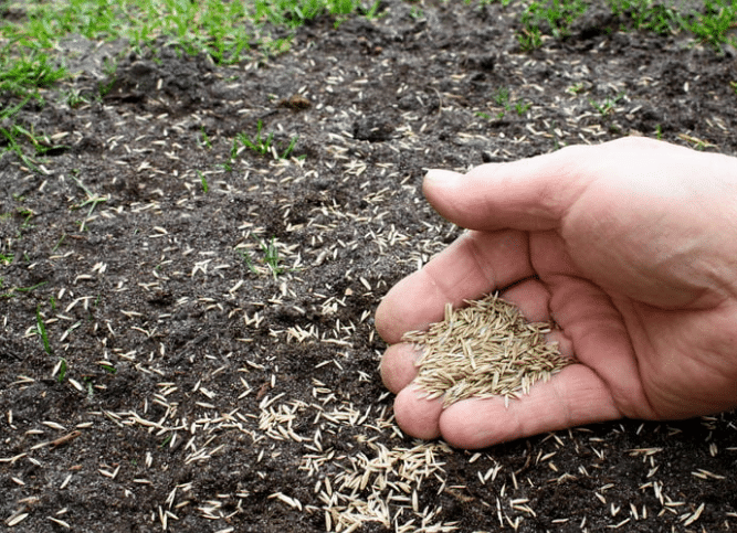 Best Soil Temperature for Grass Seeds
