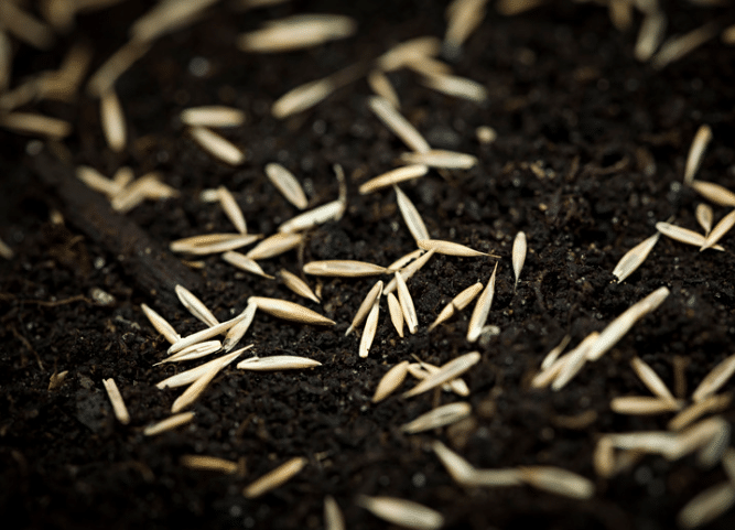 Planting Grass Seed in Winter