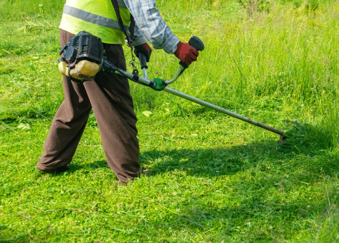 How Often to Cut the Grass