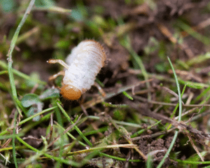 Best Grub Control for Lawn in 2025