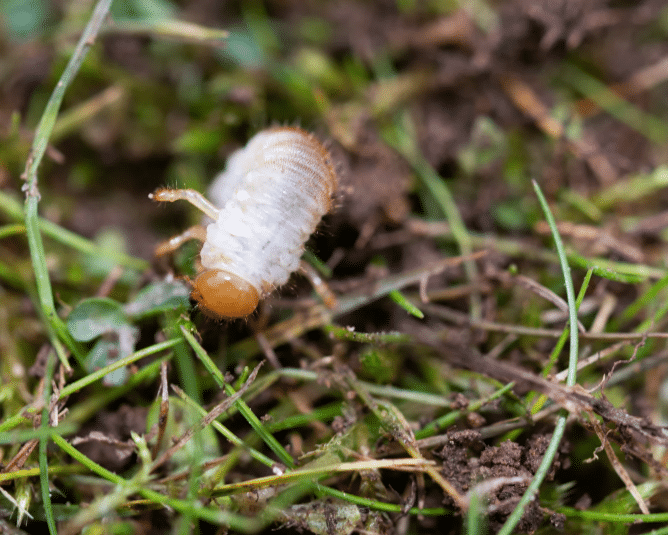 Best Grub Control for Lawn in 2025