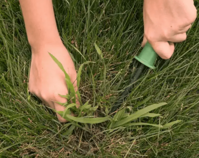 Crabgrass Removal
