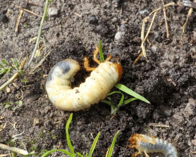 Lawn Grub