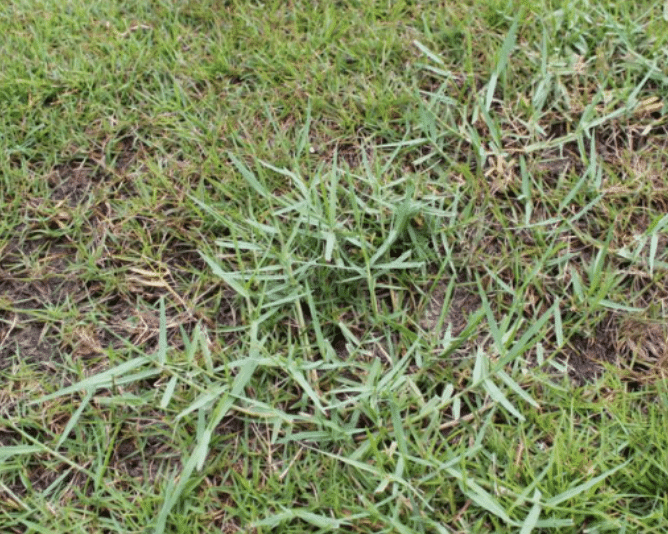 Lawn Torpedo Grass