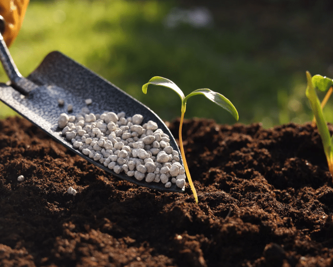 Mastering Your Lawn Care