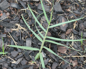 Torpedo Grass Control