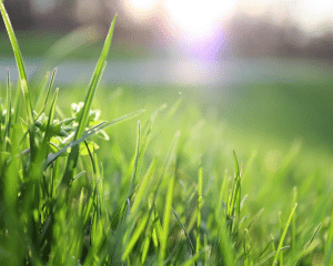 What Does Crabgrass Look Like