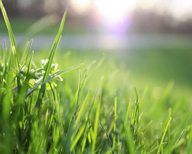 What Does Crabgrass Look Like