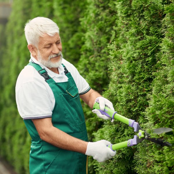 senior gardener using scissors for bushes